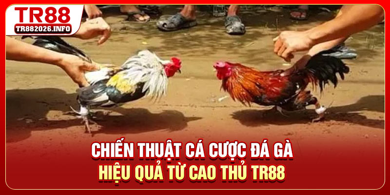 Chiến thuật cá cược đá gà hiệu quả từ cao thủ TR88