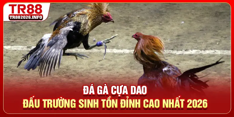 Đá Gà Cựa Dao - Đấu Trường Sinh Tồn Đỉnh Cao Nhất 2026