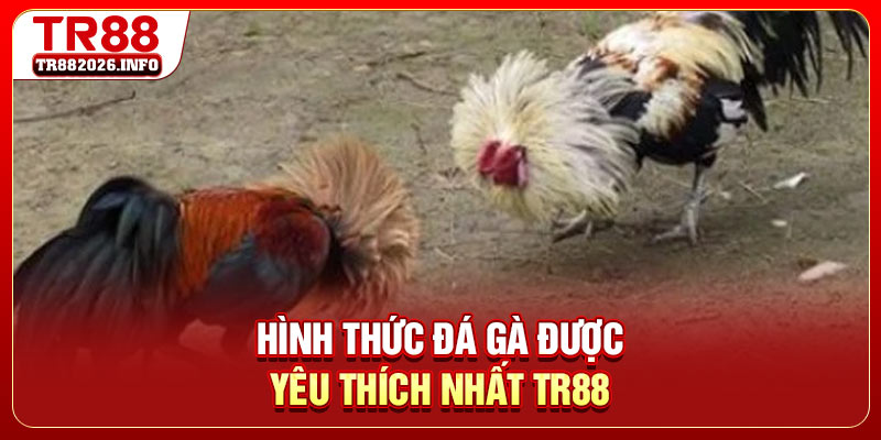 Hình thức đá gà được yêu thích nhất TR88